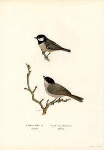 Mésange huppée (lithographie en couleur)