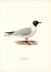 Mouette rieuse - Magnus Ferdinand and Wilhelm von Wright