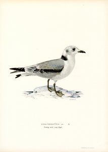 Mouette tridactyle