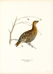 Tétras lyre