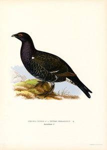 Grand Tétras, Coq de bruyère