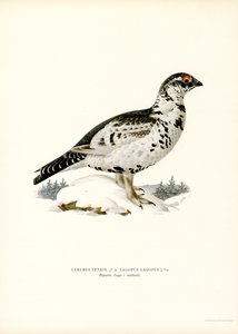 Mélange de Tétras lyre et Lagopède des saules