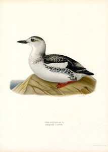 Guillemot noir (lithographie en couleur)