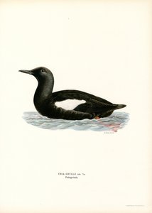 Guillemot à miroir - Magnus Ferdinand and Wilhelm von Wright