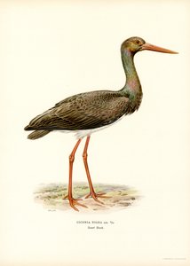 Cigogne noire - Magnus Ferdinand and Wilhelm von Wright