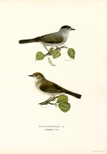 Fauvette à tête noire - Magnus Ferdinand and Wilhelm von Wright