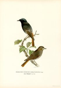 Traquet rieur - Magnus Ferdinand and Wilhelm von Wright
