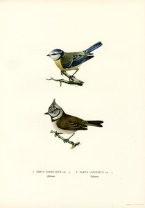Mésange bleue - Magnus Ferdinand and Wilhelm von Wright