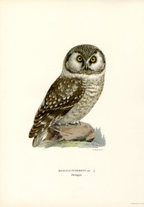 Chouette boréale