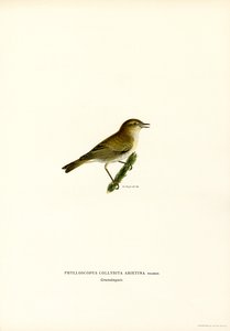 Pouillot véloce