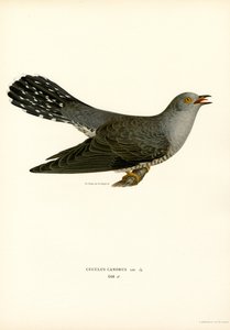 Coucou gris - Magnus Ferdinand and Wilhelm von Wright