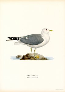 Goéland cendré