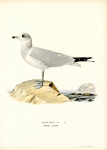 Goéland Cendré