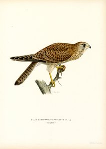 Faucon Crécerelle - Magnus Ferdinand and Wilhelm von Wright