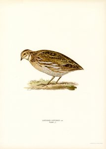 Caille des blés - Magnus Ferdinand and Wilhelm von Wright