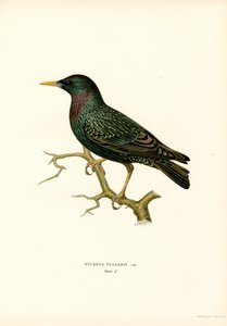 Étourneau sansonnet