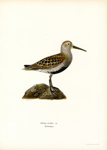 Bécasseau variable - Magnus Ferdinand and Wilhelm von Wright
