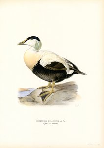 Eider à duvet - Magnus Ferdinand and Wilhelm von Wright