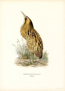 Butor étoilé - Magnus Ferdinand and Wilhelm von Wright