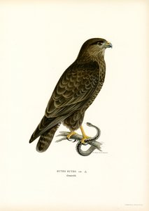 Buse variable - Magnus Ferdinand and Wilhelm von Wright