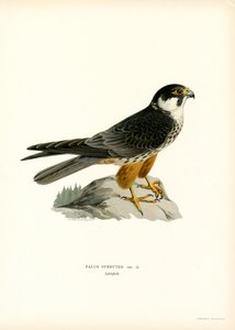 Faucon hobereau - Magnus Ferdinand and Wilhelm von Wright