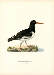 Huîtrier pie - Magnus Ferdinand and Wilhelm von Wright