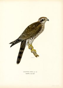 Épervier d
