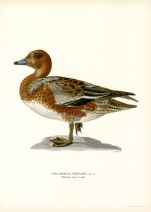 Canard siffleur - Magnus Ferdinand and Wilhelm von Wright