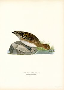 Canard siffleur - Magnus Ferdinand and Wilhelm von Wright