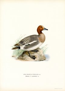 Canard siffleur - Magnus Ferdinand and Wilhelm von Wright