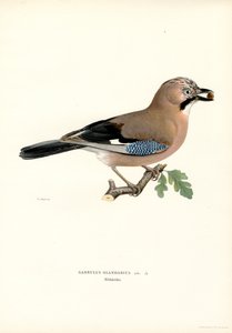 Geai des chênes