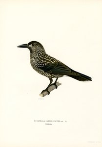 Cassenoix moucheté - Magnus Ferdinand and Wilhelm von Wright