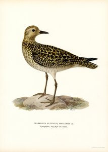 Pluvier doré européen - Magnus Ferdinand and Wilhelm von Wright