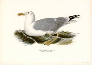 Goéland argenté - Magnus Ferdinand and Wilhelm von Wright