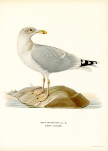 Goéland Argenté Européen