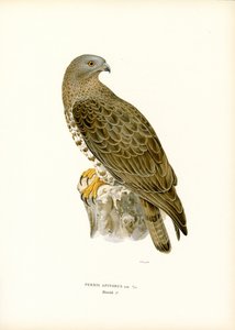 Bondrée apivore