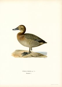 Fuligule milouin - Magnus Ferdinand and Wilhelm von Wright
