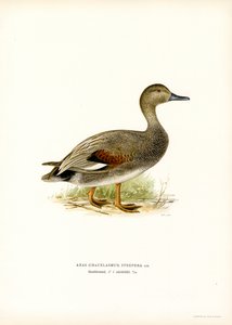 Canard chipeau - Magnus Ferdinand and Wilhelm von Wright