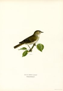 Fauvette des jardins