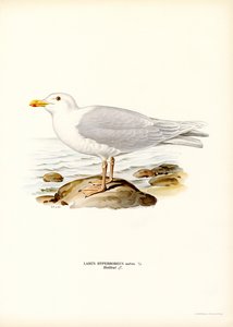 Goéland bourgmestre