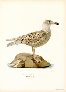 Goéland bourgmestre