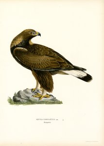 Aigle royal - Magnus Ferdinand and Wilhelm von Wright