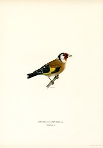 Chardonneret élégant