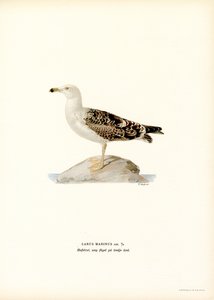 Goéland marin