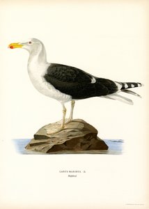 Goéland marin
