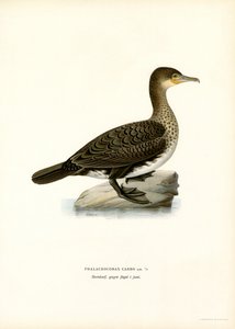 Grand cormoran - Magnus Ferdinand and Wilhelm von Wright