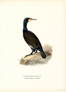 Grand cormoran