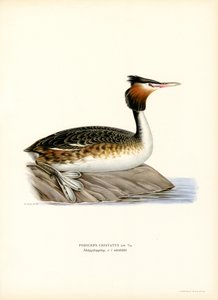 Grèbe huppé