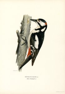 Pic épeiche