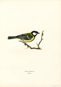 Mésange charbonnière